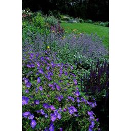 Garden basics 6x Geranium 'Johnson's Blue' - ↕10-25cm - Ø9cm (47777)