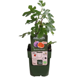 Premium basics 6 x Biologische Vijgenbomen - Ø 13 cm - ↨ 20 cm (48374)