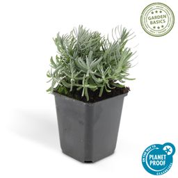 Garden basics 6x Lavandula 'Hidcote' - ↕10-25cm - Ø9cm (46944)