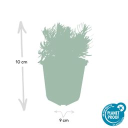 Garden basics 6x Lavandula 'Hidcote' - ↕10-25cm - Ø9cm (46944)