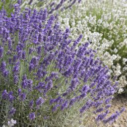 Garden basics 6x Lavandula 'Hidcote' - ↕10-25cm - Ø9cm (46944)