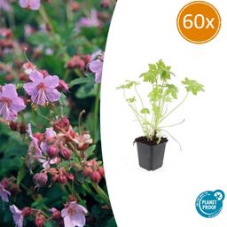 Garden basics 60x Geranium macrorrhizum - ↕10-25cm - Ø9cm (47805)