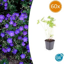 Garden basics 60x Geranium 'Johnson's Blue' - ↕10-25cm - Ø9cm (47781)