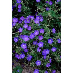 Garden basics 60x Geranium 'Johnson's Blue' - ↕10-25cm - Ø9cm (47781)
