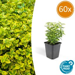 Garden basics 60x Euonymus fort. 'Emerald 'n Gold’ - ↕10-25cm - Ø9cm (46913)