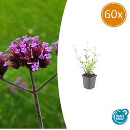 Garden basics 60x Verbena bon. 'Lollipop' - ↕10-25cm - Ø9cm (48009)