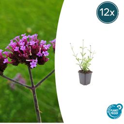 Garden basics 12x Verbena bon. 'Lollipop' - ↕10-25cm - Ø9cm (48006)