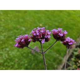 Garden basics 12x Verbena bon. 'Lollipop' - ↕10-25cm - Ø9cm (48006)