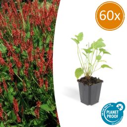 Garden basics 60x Persicaria amplexicaulis - ↕10-25cm - Ø9cm (47964)