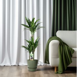 Dracaena Janet Craig 60-30-15 (32956)