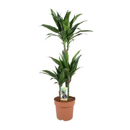 Dracaena Janet Craig 60-30-15 (32956)