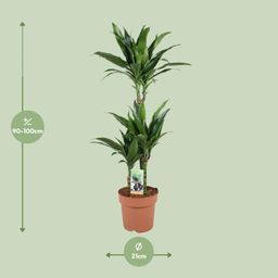 Dracaena Janet Craig 60-30-15 (32956)