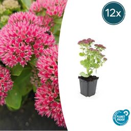 Garden basics 12x Sedum 'Herbstfreude' - ↕10-25cm - Ø9cm (47996)