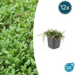 Garden basics 12x Leptinella squalida - ↕10-25cm - Ø9cm (47887)