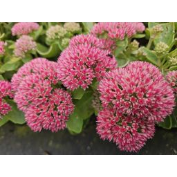 Garden basics 12x Sedum 'Herbstfreude' - ↕10-25cm - Ø9cm (47996)