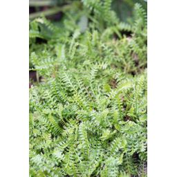 Garden basics 12x Leptinella squalida - ↕10-25cm - Ø9cm (47887)