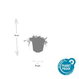 Garden basics 12x Leptinella squalida - ↕10-25cm - Ø9cm (47887)