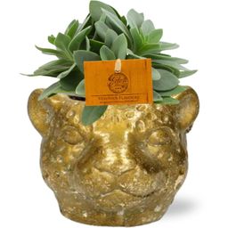Senecio Cephalophorus + Planter Luipaard D12x9,5cm - Goud (42587)