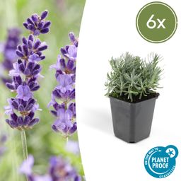 Garden basics 6x Lavandula 'Hidcote' - ↕10-25cm - Ø9cm (46944)
