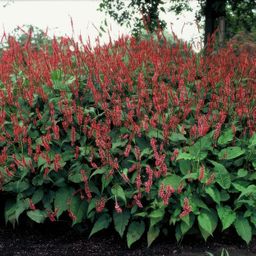 Garden basics 60x Persicaria amplexicaulis - ↕10-25cm - Ø9cm (47964)