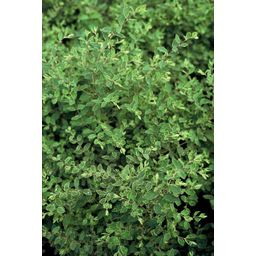 Garden basics 12x Symphoricarpos ch. 'Hancock' - ↕10-25cm - Ø9cm (48001)