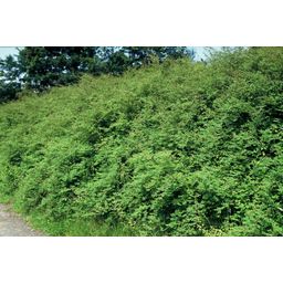 Garden basics 12x Symphoricarpos ch. 'Hancock' - ↕10-25cm - Ø9cm (48001)