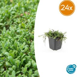 Garden basics 24x Leptinella squalida - ↕10-25cm - Ø9cm (50466)
