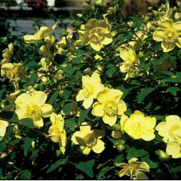 Garden basics 48x Hypericum 'Hidcote' - ↕10-25cm - Ø9cm (50441)