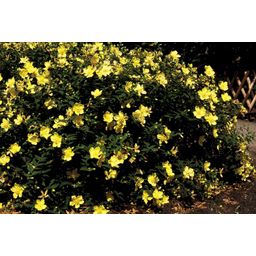 Garden basics 48x Hypericum 'Hidcote' - ↕10-25cm - Ø9cm (50441)
