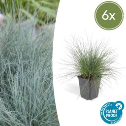 Garden basics 6x Festuca glauca 'Elijah Bleu' - ↕10-25cm - Ø9cm (47727)