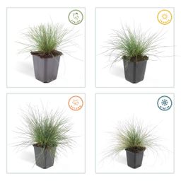 Garden basics 6x Festuca glauca 'Elijah Bleu' - ↕10-25cm - Ø9cm (47727)