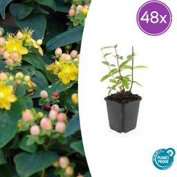 Garden basics 48x Hypericum inodorum 'Annebel' - ↕10-25cm - Ø9cm (50443)