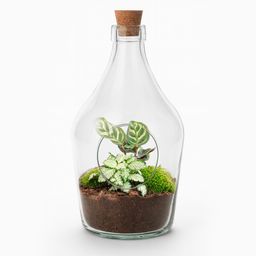 Open terrarium Joss - Calathea Makoyana & Fittonia white Tiger (8720872025407)