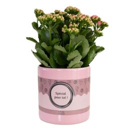 Kalanchoe Pink In P&PURE "SPECIAL POUR TOI" Verpakking (53349)