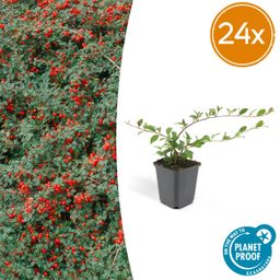 Garden basics 24x Cotoneaster dam. 'Major' - Ø9cm (50280)