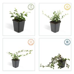 Garden basics 24x Cotoneaster dam. 'Major' - Ø9cm (50280)