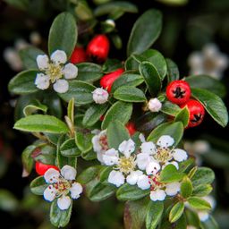Garden basics 24x Cotoneaster dam. 'Major' - Ø9cm (50280)