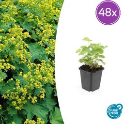 Garden basics 48x Alchemilla mollis - ↕10-25cm - Ø9cm (50275)