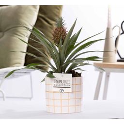 Ananas Rosita In P&PURE Tirza Ceramics (53325)