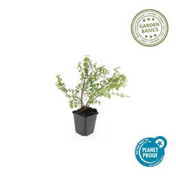 Garden basics 6x Symphoricarpos ch. 'Hancock' - ↕10-25cm - Ø9cm (48000)