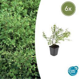 Garden basics 6x Symphoricarpos ch. 'Hancock' - ↕10-25cm - Ø9cm (48000)