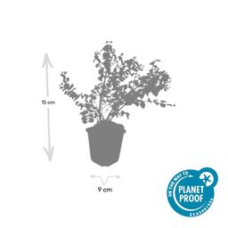 Garden basics 6x Symphoricarpos ch. 'Hancock' - ↕10-25cm - Ø9cm (48000)