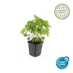 Garden basics 60x Geranium nodosum - ↕10-25cm - Ø9cm (47810)