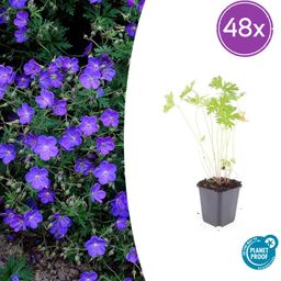Garden basics 48x Geranium 'Johnson's Blue' - ↕10-25cm - Ø9cm (50421)