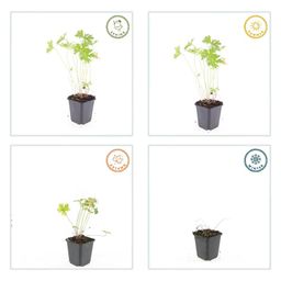 Garden basics 48x Geranium 'Johnson's Blue' - ↕10-25cm - Ø9cm (50421)