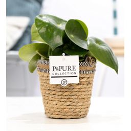 Peperomia Raindrop In P&PURE Basket (53379)