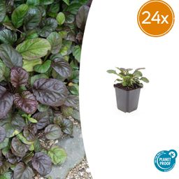 Garden basics 24x Ajuga reptans 'Catlin's Giant' - ↕10-25cm - Ø9cm (50362)