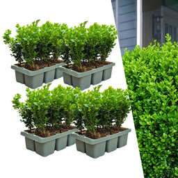 Plants by frank 4 x 6-Pack Buxus NewGen Freedom – Winterharde Groenblijvende Struiken 24 x Ø7 cm | Compacte Buxus (50232)