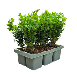 Plants by frank 4 x 6-Pack Buxus NewGen Freedom – Winterharde Groenblijvende Struiken 24 x Ø7 cm | Compacte Buxus (50232)
