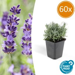 Garden basics 60x Lavandula 'Hidcote' - ↕10-25cm - Ø9cm (46948)